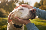 Mehr als ein Freund: Warum unsere Beziehung zum Hund so einzigartig ist